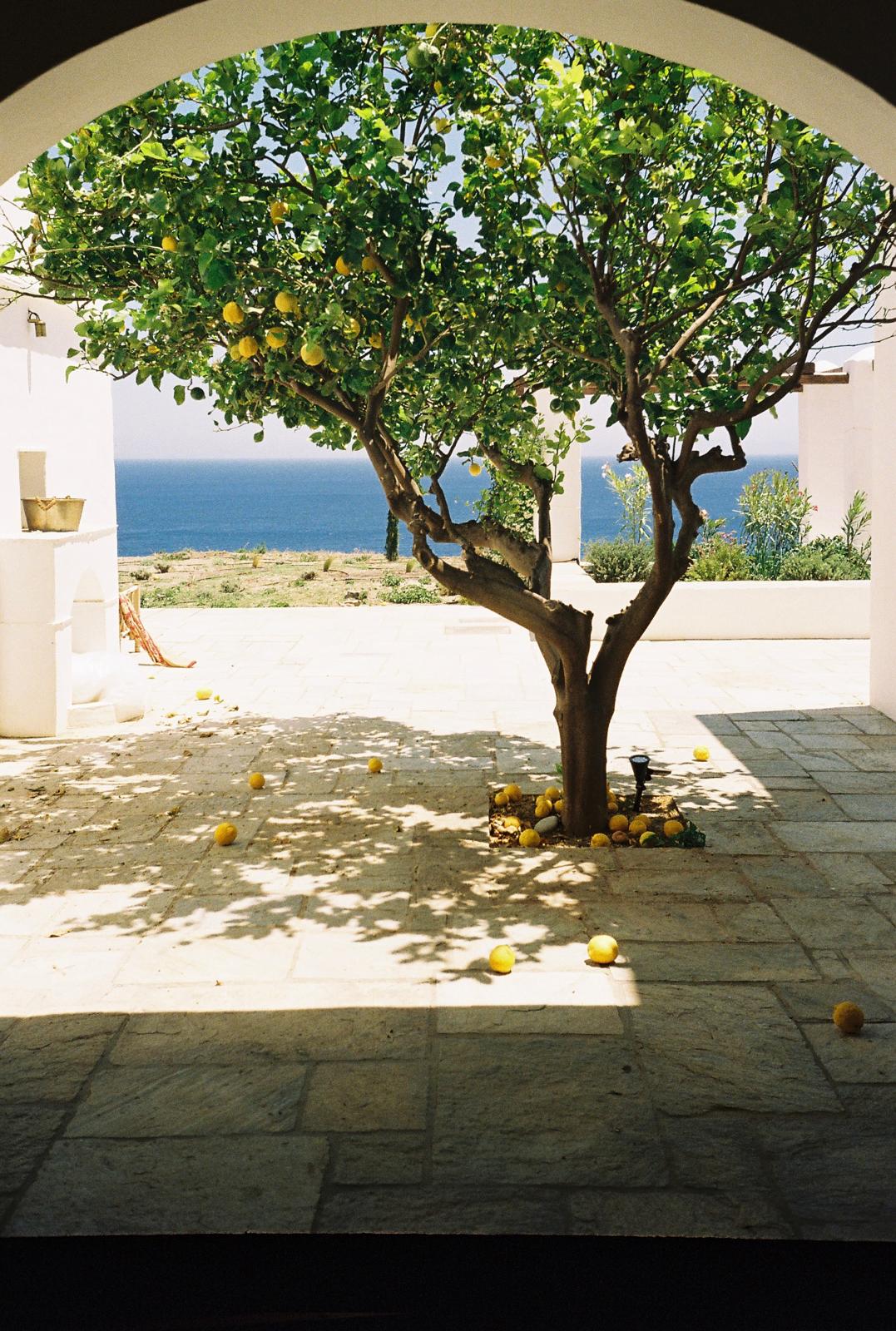 Lemons on stone